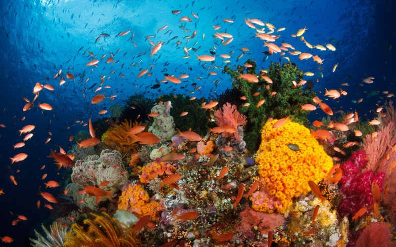 reef, coral, school of fish, colorful, no people, underwater, animals in the wild, group of animals, tropical, hd, marine, reefs, west, raja, world, indonesia