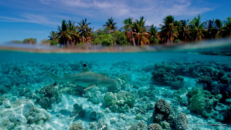 indo, ocean, reef, 2K, shark, pacific, blacktip, Ocean Life
