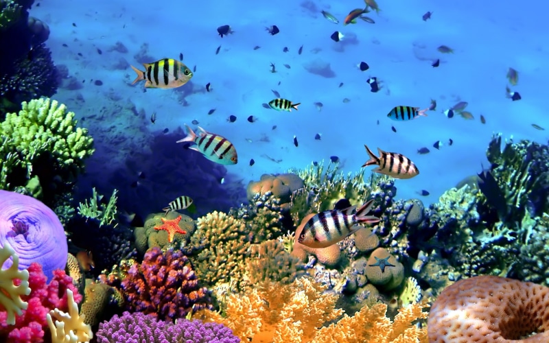 black, Fish, Colorful, Underwater, Tropical, Ocean, white, 2K, Coral