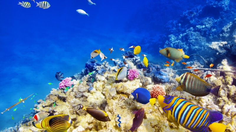 water, ecosystem, coral, vertebrate, underwater, coral reef paradise 4k, group of animals, school of fish, animal wildlife, animal, swimming, marine, no people