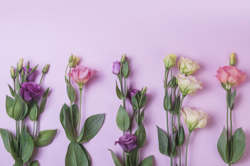 eustoma, flowers, pink, purple, background, 5K