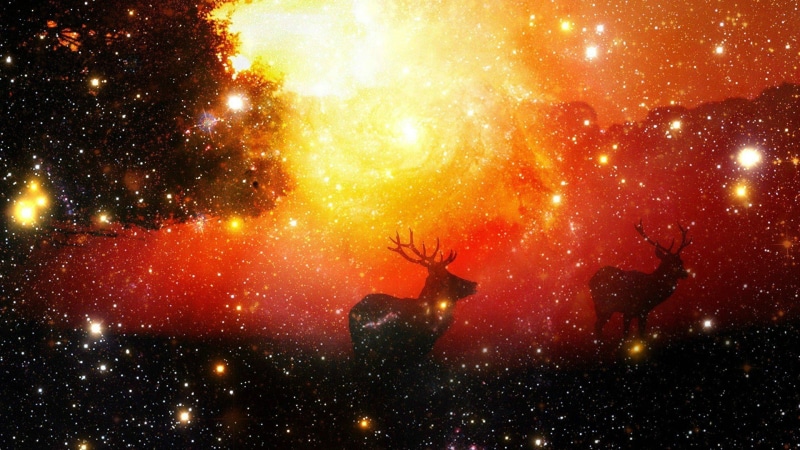 digital art, star trails, stars, animals, trees, 1080P