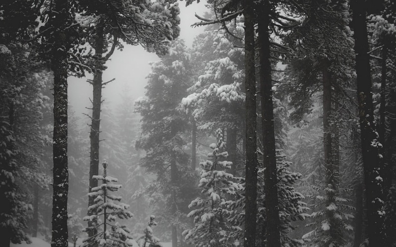 plant, landscape, land, tree, grayscale, outdoors, day, cold temperature, non-urban scene, growth, mist, tree trunk, coniferous tree, 480P, winter, photo