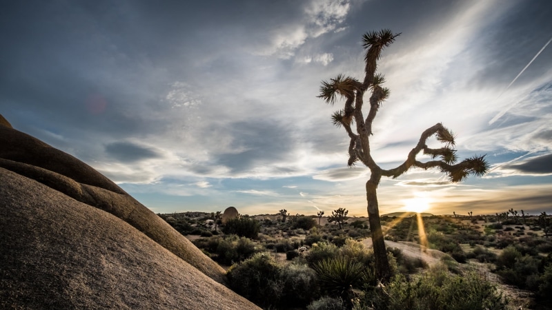 joshua, clouds, sky, United States, usa, outdoors, joshua tree, ultra, mountain, landscape photography, tree, photography, sunset, fuji, rokinon, scenics
