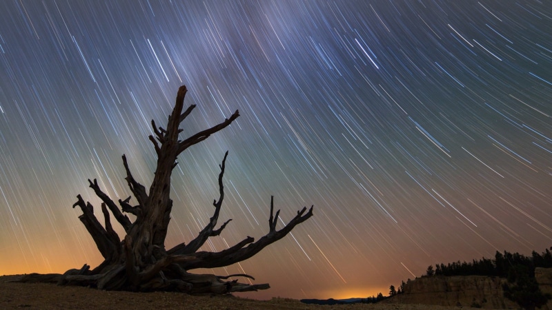 long exposure, star - space, no people, Milky Way, plant, beauty in nature, night sky, star trail, stars, silhouette, Bristlecone  Pine, Bryce Canyon National Park