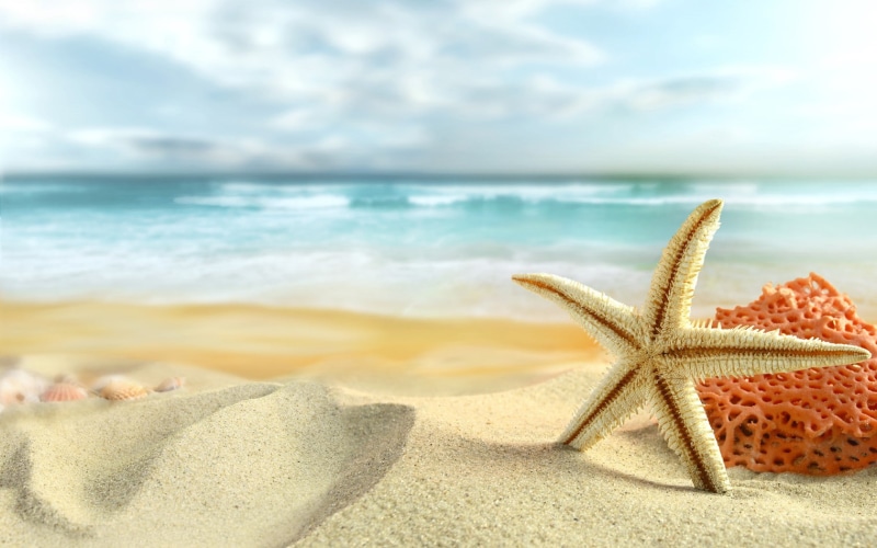 starfish, hd, nature, sand, 720P, beach, white