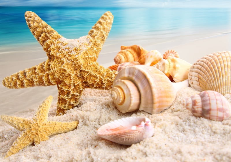 animal wildlife, sea Life, tropical Climate, shell, relaxation, beach, travel Destinations, animal Shell, nature, starfishes, backgrounds, coastline, land