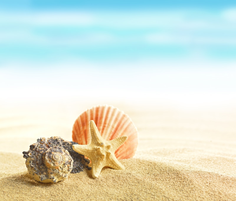 vacations, sea Life, land, conch Shell, travel Destinations, idyllic, undersea, backgrounds, nature, shells, tranquil scene, sea, seashell, 5K, no People