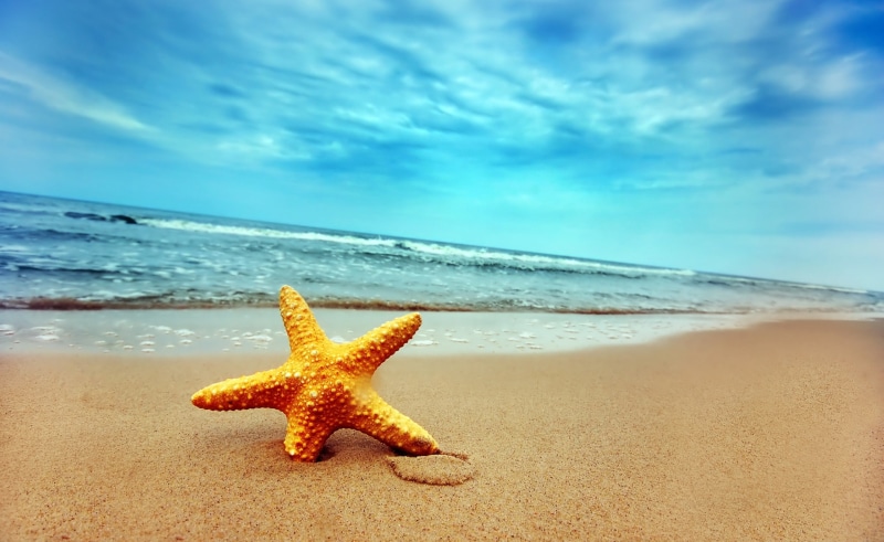 2K, Starfish, Beach, land, star shape, beauty in nature, outdoors, animal wildlife, animals in the wild, no people, sea, marine, animal, yellow, horizon over water