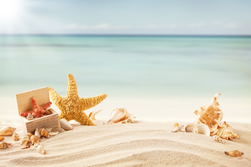 travel Destinations, conch Shell, starfish, shell, seascape, no People, outdoors, sand, summer, tropical Climate, tropics, coastline, beauty In Nature