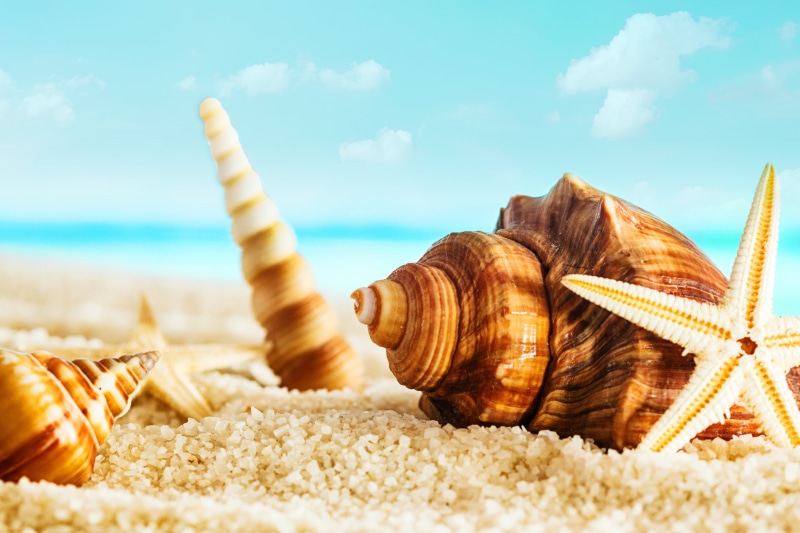 4K, relaxation, marine, land, photography, animal, sunlight, vacations, sky, selective focus, shell, nature, tropical Climate, clouds, surface level, beauty In Nature