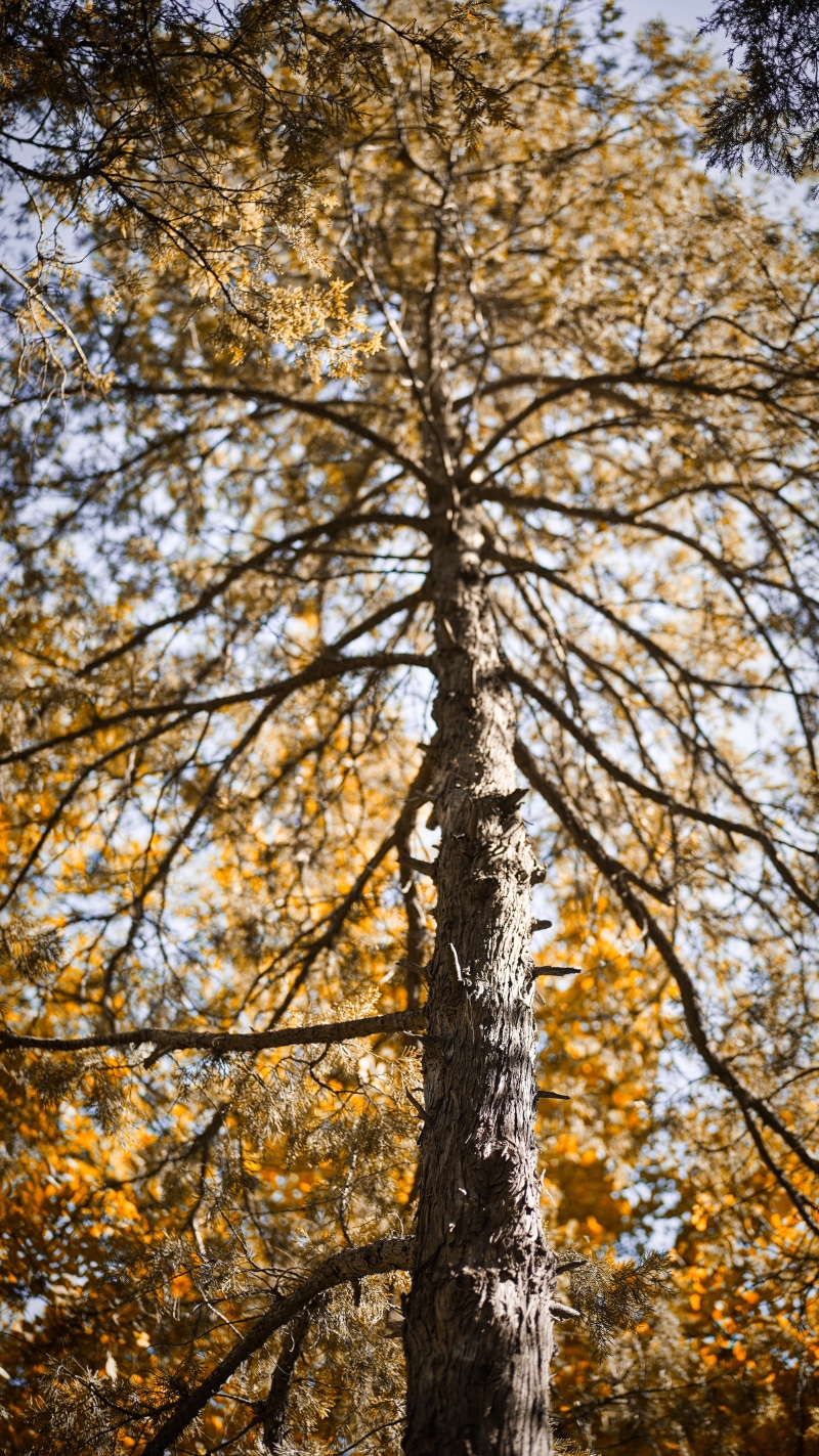 flare, animal, bird, birch, environment, campus, plant, bark, apparel, leafed, school bus, coniferous tree, crow, autumn, transportation, change, coat