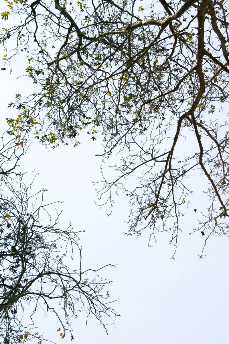 leaf, branch, plant, beauty in nature, flare, handrail, low angle view, banister, apparel, day, nature, outdoors, bird, sky, tree canopy, oak, clear sky