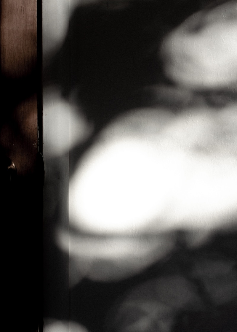 jay, bird, focus on shadow, real people, shadow, leisure activity, home interior, animal, overcoat, mammal, one person, lifestyles, egret, unrecognizable person