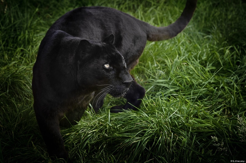 grass, panther, predator, wildlife cat, black, black leopard, 1080P