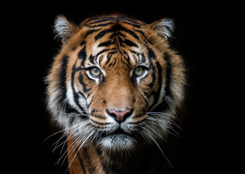 background, tiger, beast, 1080P