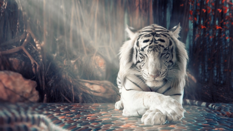 tiger, HD, 8k, white, 2K, 4k