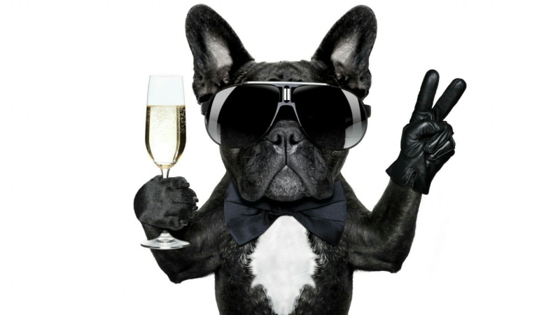 snout, one animal, domestic, cute, domestic animals, indoors, dog breed, new years eve, champagne, fun, bulldog, portrait, funny, animal body part, people