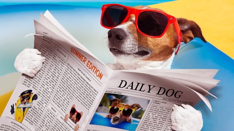 terrier, funny, eyewear, dog, newspaper, jack russel, 1080P, dog reading, sunglasses