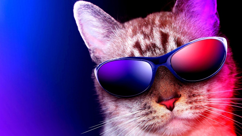 4K, cool, sunglass, funny, eyewear, cat