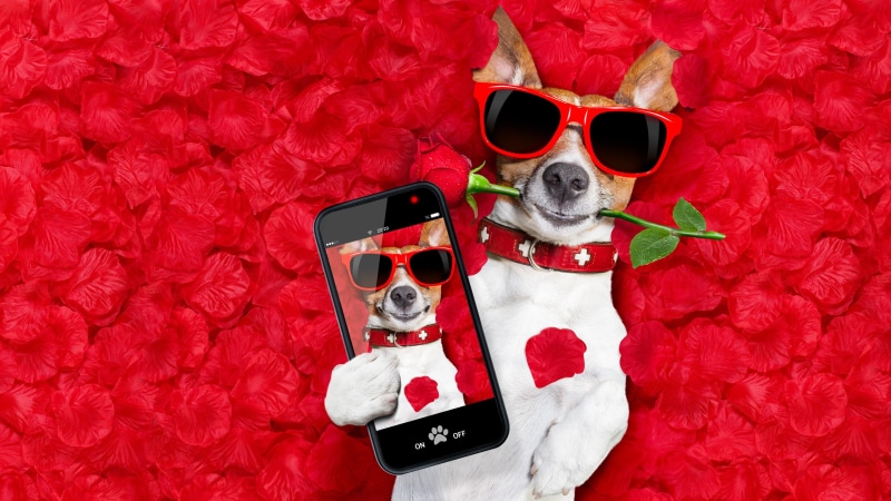 no people, 4K, animal themes, celebration, clothing, representation, eyewear, canine, petal, photo, small, white color, red rose, glasses, terrier, holiday