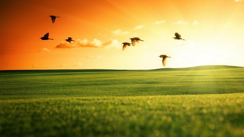 5K, grassland, fly, 5k uhd, bird, meadow, sky, sunbeam, field, 5k, grass, horizon, plain, prairie, flying, sunlight