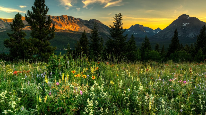 5k, spring, wildflower, 5K, mountain, 5k uhd, field, springtime, landscape, grass, flower, nature, morning, wilderness, flower field, beautiful, sky, forest