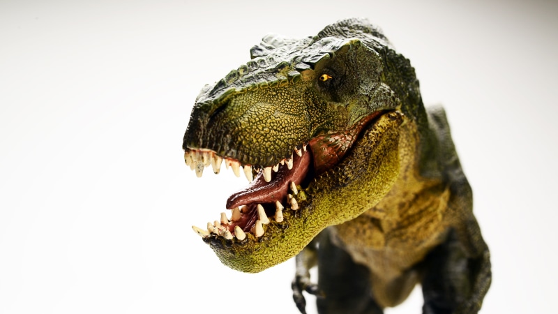 one animal, animal mouth, copy space, close-up, aggression, 5k uhd, animal themes, trex, palaeontology, animal body part, indoors, dinosaur, no people