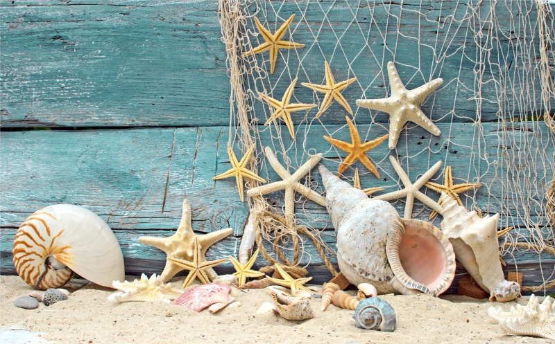 craft, sea Life, shell, choice, no People, vacations, damaged, beach, wall - building feature, day, star Shape, travel Destinations, backgrounds, animal