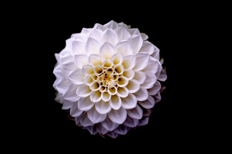 object, cluster, macro, cutout, flora, red, 4K, one, view, floral, blossom, white, pattern, vulnerability, color, design, indoors, fragility, delicate