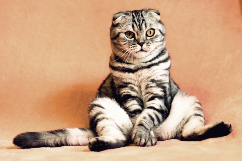 looking at camera, full length, domestic animals, sitting, fold, cool, cat, funny, pets, young animal, domestic cat, one animal, scottish fold, whisker
