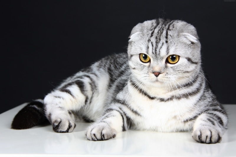 Cat, eyes, cute, 4K, wool, gray, animal, pet, Scottish Fold, kitten
