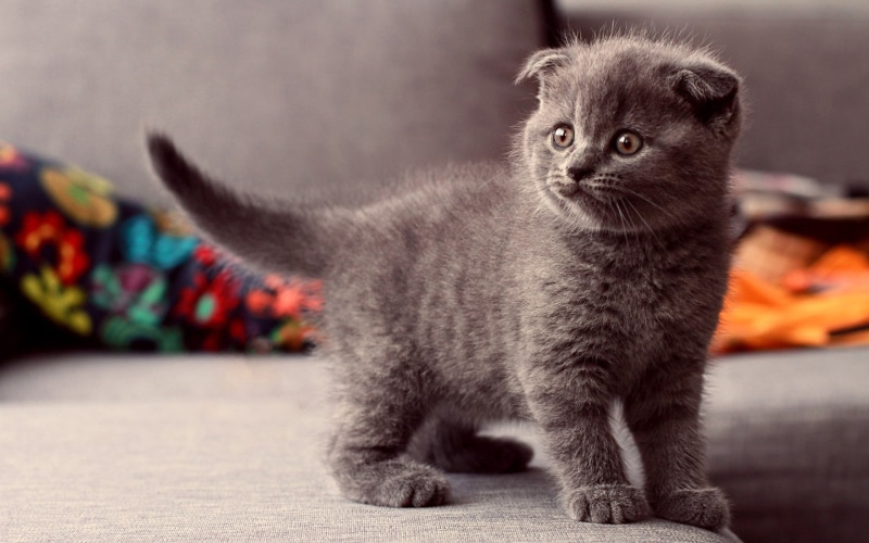 2K, Scottish Fold, cat, animals