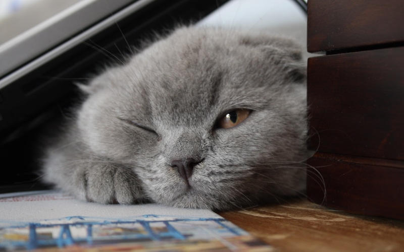 gorgeous, little, 2K, cat, small, fold, scottish, scottish fold cat, sleepy