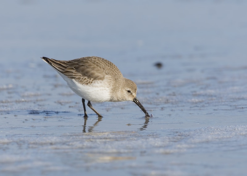 selective focus, vertebrate, sea, land, marsh, beach, wader, sand, sandpiper, bird, lake, shorebird, 2K, wildlife, one animal, water, animals in the wild