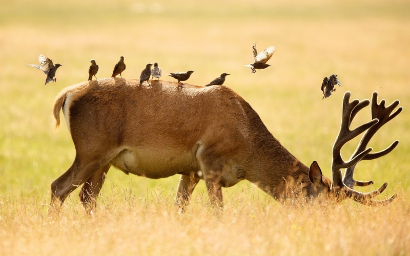 outdoors, herbivorous, deer, animals in the wild, buck, domestic animals, grass, animal wildlife, livestock, large group of animals, friendship, animal