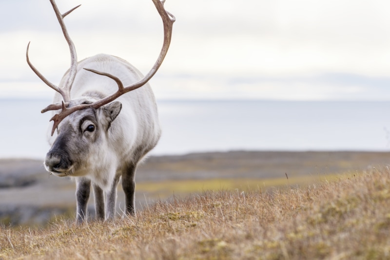 deer, 5K, field, green, horned, buck, wildlife, animals In The Wild, green grass, Svalbard, animal, white, mammal, antler, grass, grass field, outdoors
