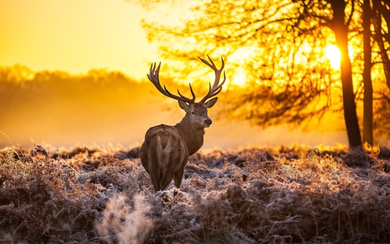 sunlight, one animal, winter, brown, animal themes, beauty in nature, sky, antler, 1080P, no people, land, animals in the wild, buck, deer, herbivorous
