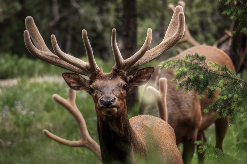 Raw, 六月, 自然, ツノ, wildlife, photography, stag, hair, trees, pupil, ｈｄｒ, 森, USA, deer, Herd, walk, 鹿, brown, D90, photomatix, horned, scenery, antler, buck