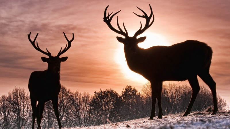 animal wildlife, sky, two, red Deer - Animal, antler, red, bucks, forest, shadow, animal, tree, herbivorous, reindeer, winter, walk, stag, season, doe