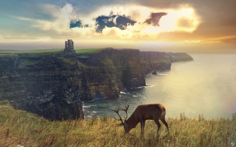 land, buck, nature, pets, mammal, elk, domestic animals, deer, animals, green, landscape, sunset, animal themes, vertebrate, one animal, 2K, water, animal
