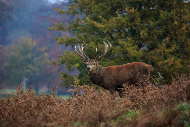 grass, autumn, one animal, no people, thickets, animals In The Wild, deer, mammal, wildlife Reserve, vertebrate, nature, field, horned, safari Animals