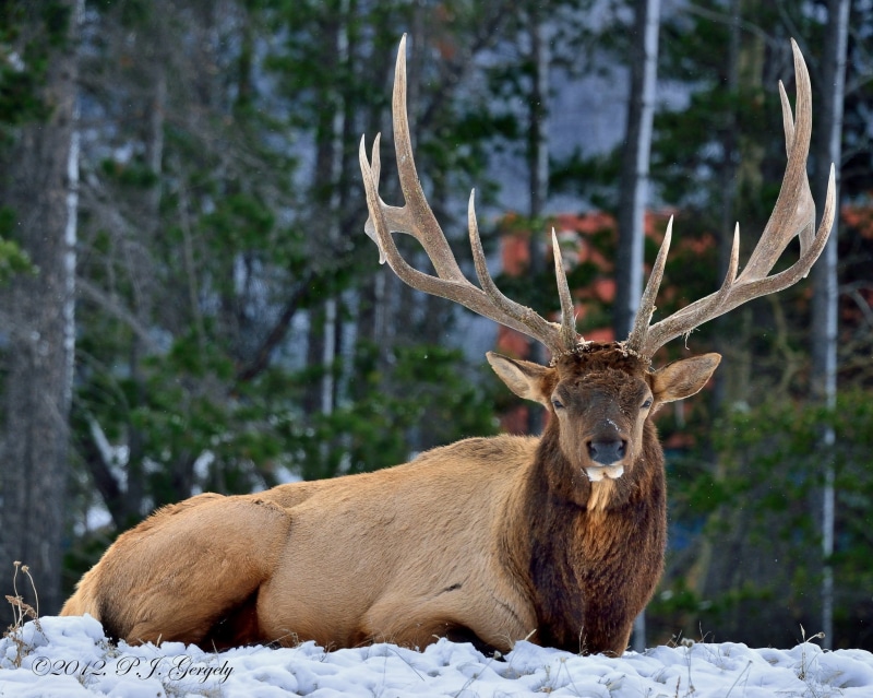 land, horned, mammal, outdoors, male Animal, animal wildlife, woodland, animals In The Wild, animal, nature, hunting, looking at camera, stag, portrait
