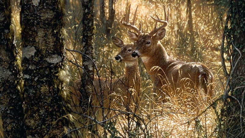 whitetail deer, 1080P, buck, fawn, deers, forest, wildlife, nature, deer, animals