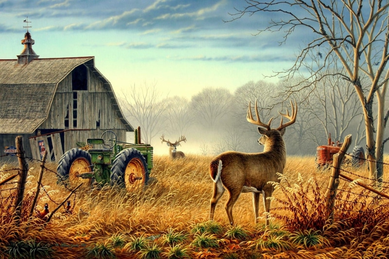barn, weathervane, birds, competition, trees, field, fence, mist, bucks, farm, 1080P, tractor, deer, anim, pheasants
