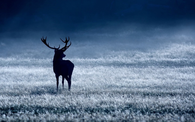 1080P, hd, animals, buck, deer
