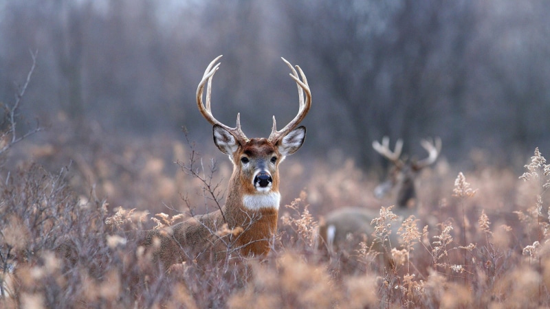 1080P, deer, hd, buck, animals