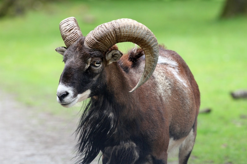 one animal, shallow, 5K, wildlife photography, no people, ram, nature, zoo, focus, animal world, pasture, herbivorous, livestock, domestic, goats head
