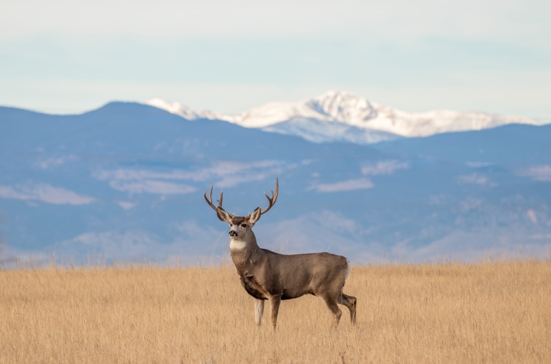 moose, outdoors, day, deer, plain, environment, land, mountain, sunlight, no people, one animal, buck, vertebrate, beauty in nature, herbivorous, landscape