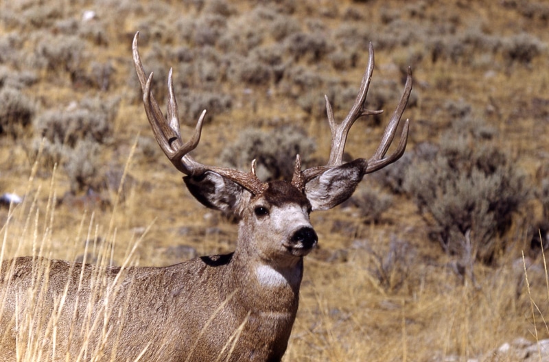 graceful, animals, nature, wildlife, buck, white tail deer, deer, 1080P, mule deer